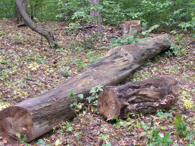 recently cut dead on the stump maple
